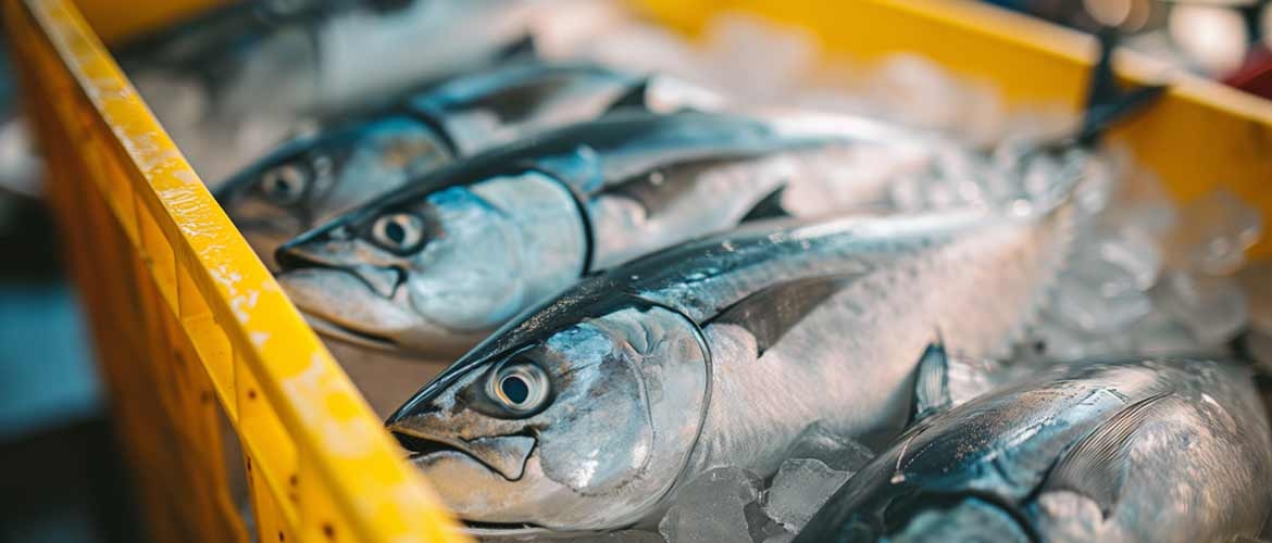 Fishes in an ice tray