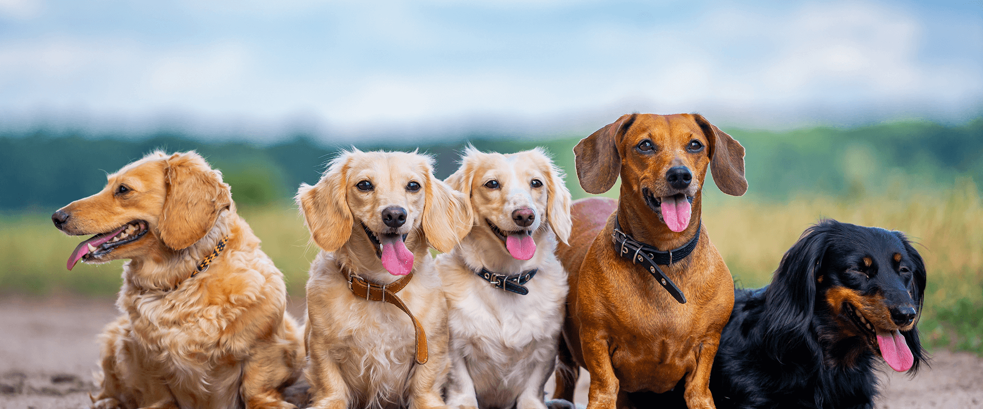 A leading pet products chain in the U.S