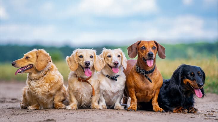 A leading pet products chain in the U.S